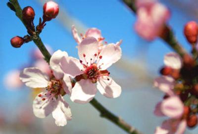 
Fruit trees are a popular item with many of the region's gardeners.
 (File/the Spokesman-Review / The Spokesman-Review)