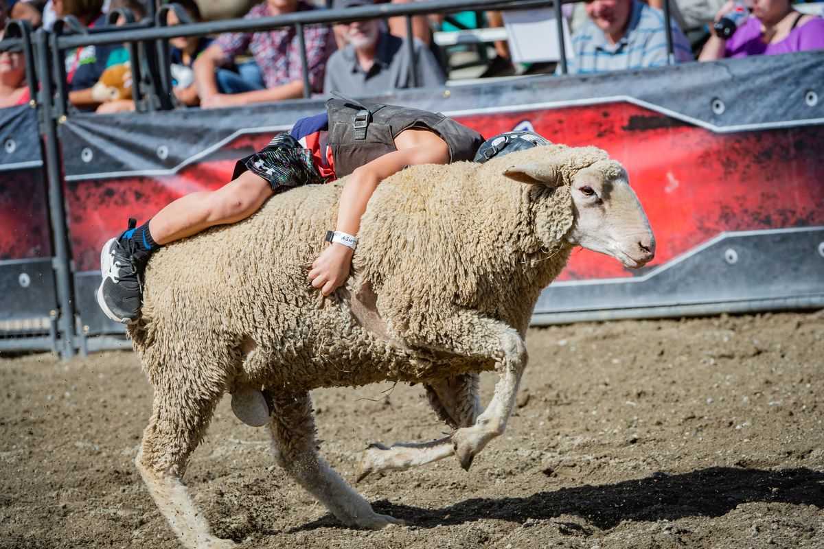 Ashton, a young contestant, holds onto a sheep for dear life during mutton bustin’ Sept. 15, 2019 at the Spokane County Interstate Fair and Expo Center. The fair was canceled in 2020 due to the COVID-19 pandemic, and it might not return to normal this year due to capacity limitations.  (Libby Kamrowski/The Spokesman-Review)