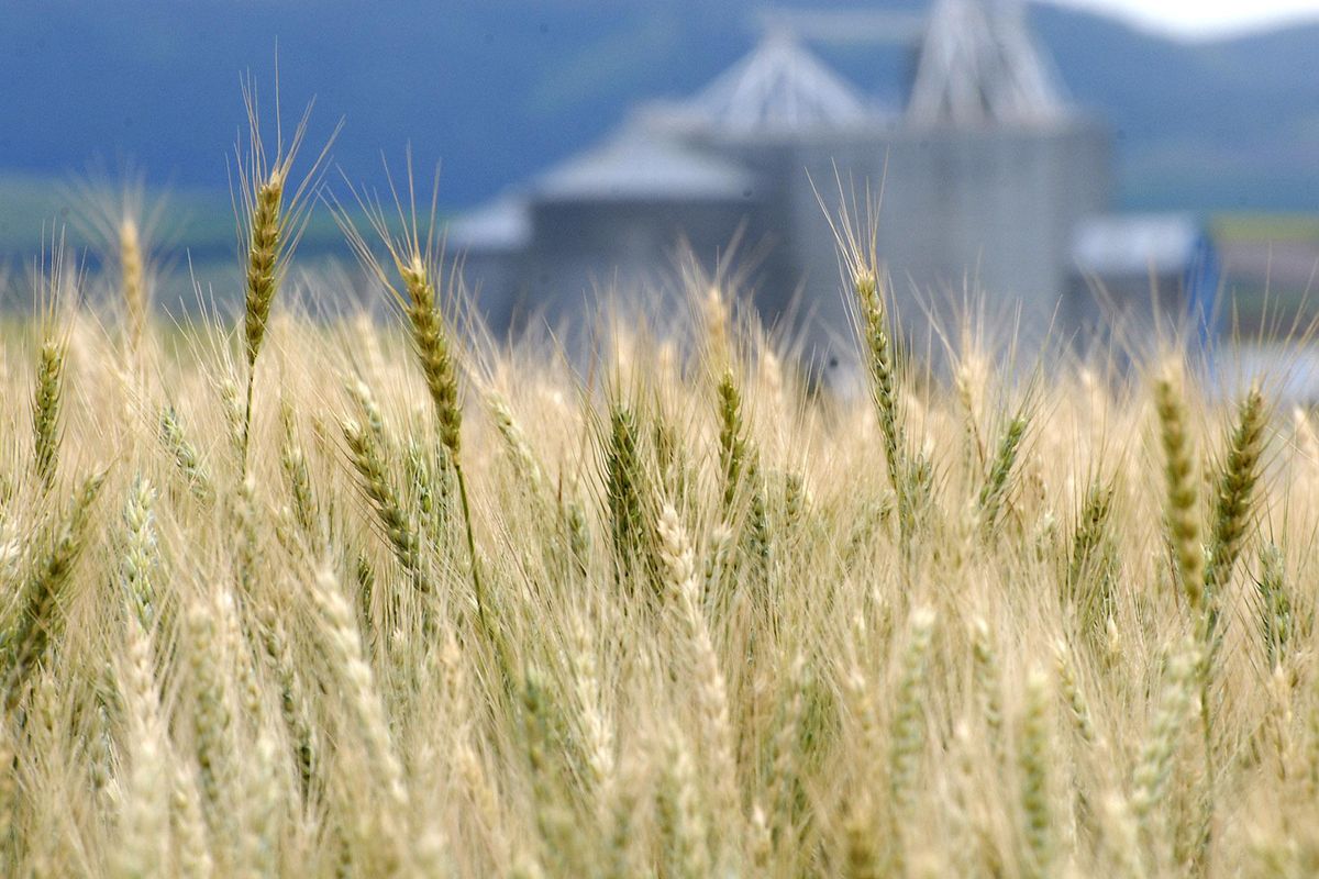Soft white winter wheat is shown turning from the green color of growth, to the brown color of harvest in a field near Mann Lake  in Lewiston, Idaho. (Barry Kough / AP)