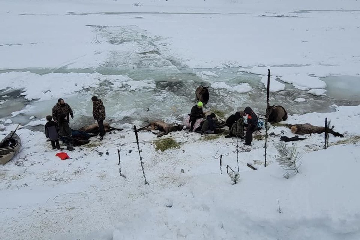 More than two dozen people on Christmas Eve helped rescue six elk that were trapped in the ice on the Kettle River near Barstow.  (PHOTO COURTESY OF RYLEE STUART)