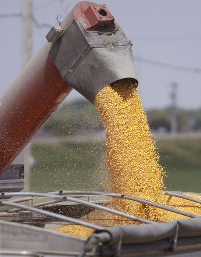 Freshly harvested corn is transferred to a grain hauling truck in Springfield, Ill. (Associated Press)