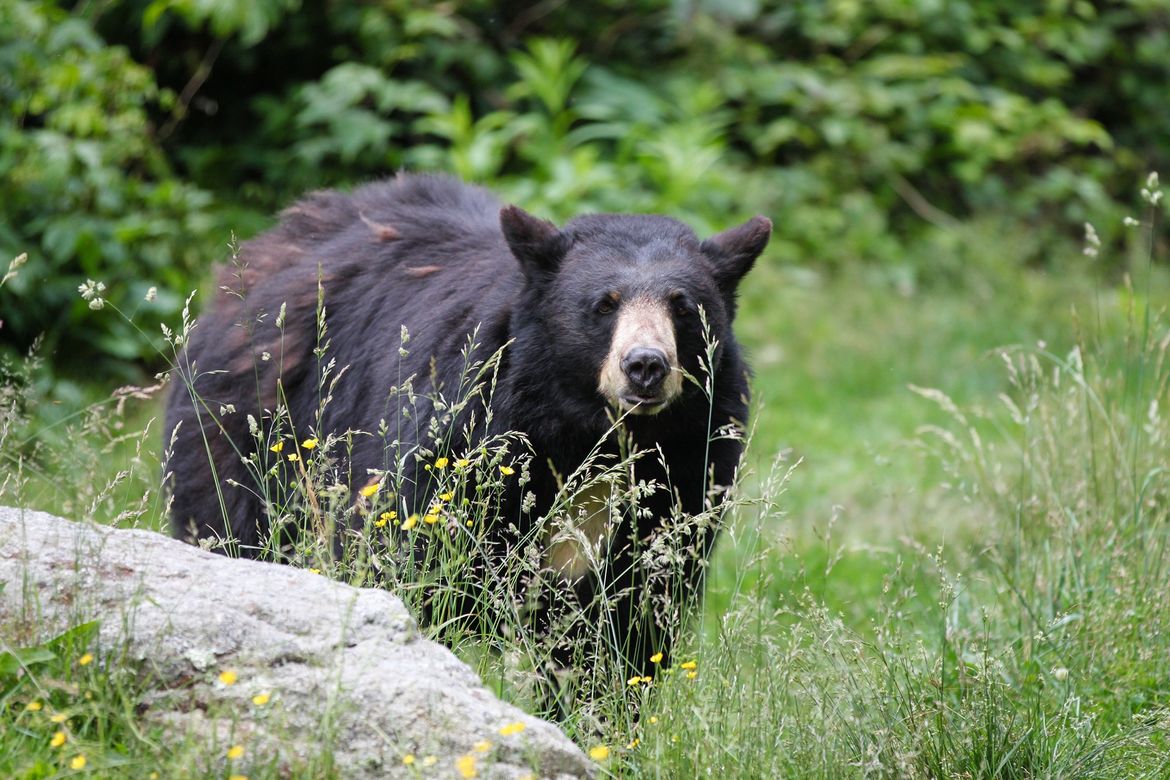 Washington spring bear hunt saga continues The SpokesmanReview