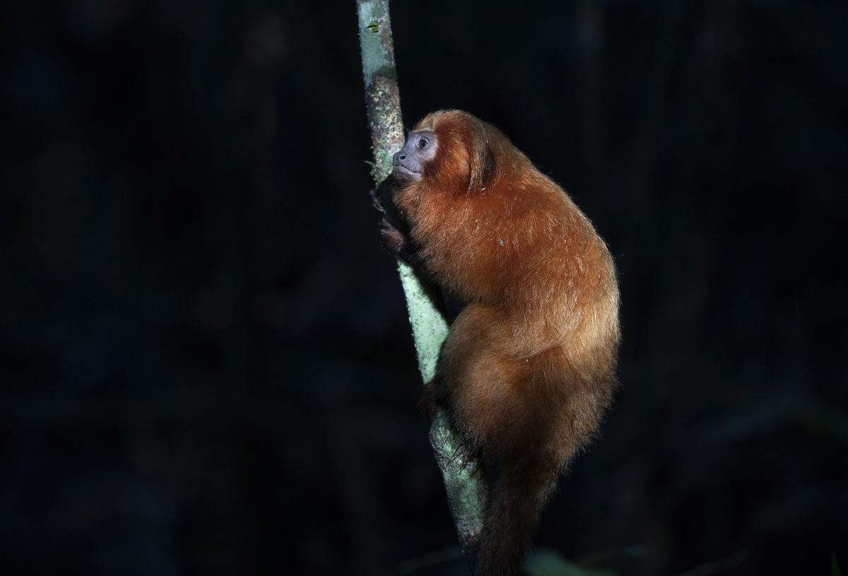 Endangered Brazilian Monkeys Get A Bridge All To Themselves The Spokesman Review Endangered Brazilian Monkeys Get A Bridge All To Themselves The Spokesman Review