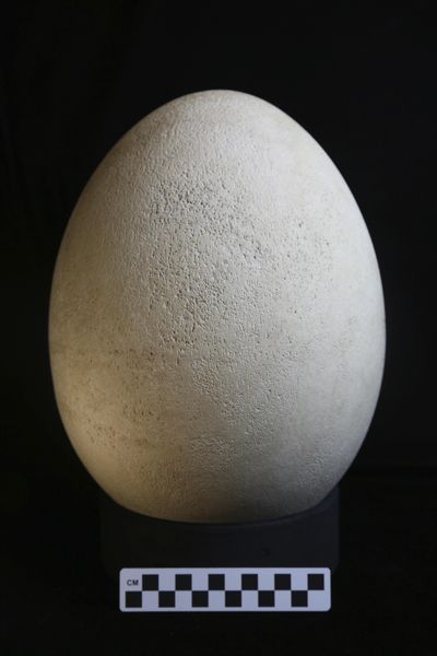 This photo provided by The Buffalo Museum of Science shows a rare elephant bird egg that curators recently realized is an actual egg from the extinct creature. The fully-intact egg, 12-inches tall, 28 inches in circumference, and weighing more than 3 pounds, had previously been mislabeled as a model. Curators discovered the mistake while cataloguing pieces in the museum's collection. The museum will unveil the egg to the public May 1, 2018. (AP)