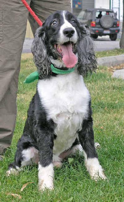 
 Hunter, an adult medium-size English Springer Spaniel, awaits adoption at SpokAnimal.
 (Photo courtesy Steward Robbins / The Spokesman-Review)