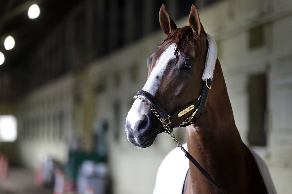 California Chrome surveys the stables Friday after completing his final run-through around the Belmont oval. (Associated Press)