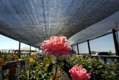 
A shade cloth covers the retail section of the Northland Rosarium Nursery.
 (Jed Conklin / The Spokesman-Review)