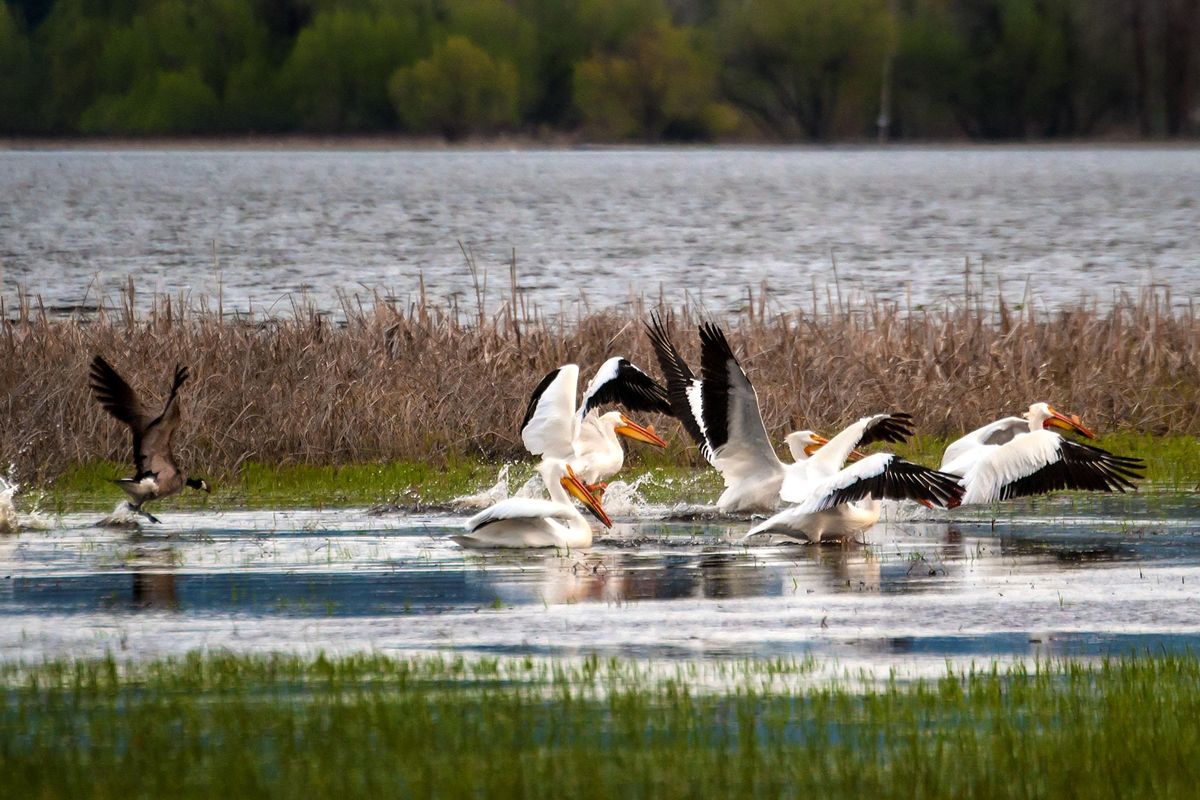 A Canada goose chases a flock of pelicans on Hauser Lake on Wednesday, May 1, 2019. (Kathy Plonka / The Spokesman-Review)