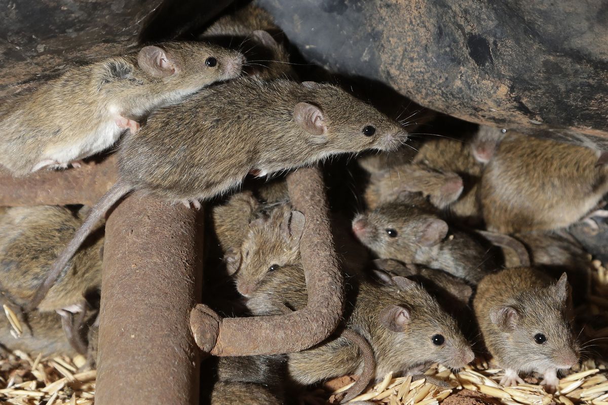 FILE - In this May 19, 2021, file photo, mice scurry around stored grain on a farm near Tottenham, Australia. A mouse plague that has ravaged vast swathes of eastern Australia has forced the evacuation of a prison while authorities repair gnawed electrical wiring and clear dead and decaying mice from wall cavities and ceilings, Corrective Services Commissioner Peter Severin said on Tuesday, June 22, 2021. (Rick Rycroft)