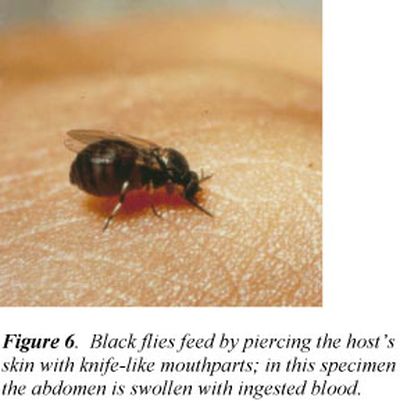 Black flies can inflict pain.  (Spokane Regional Health District)