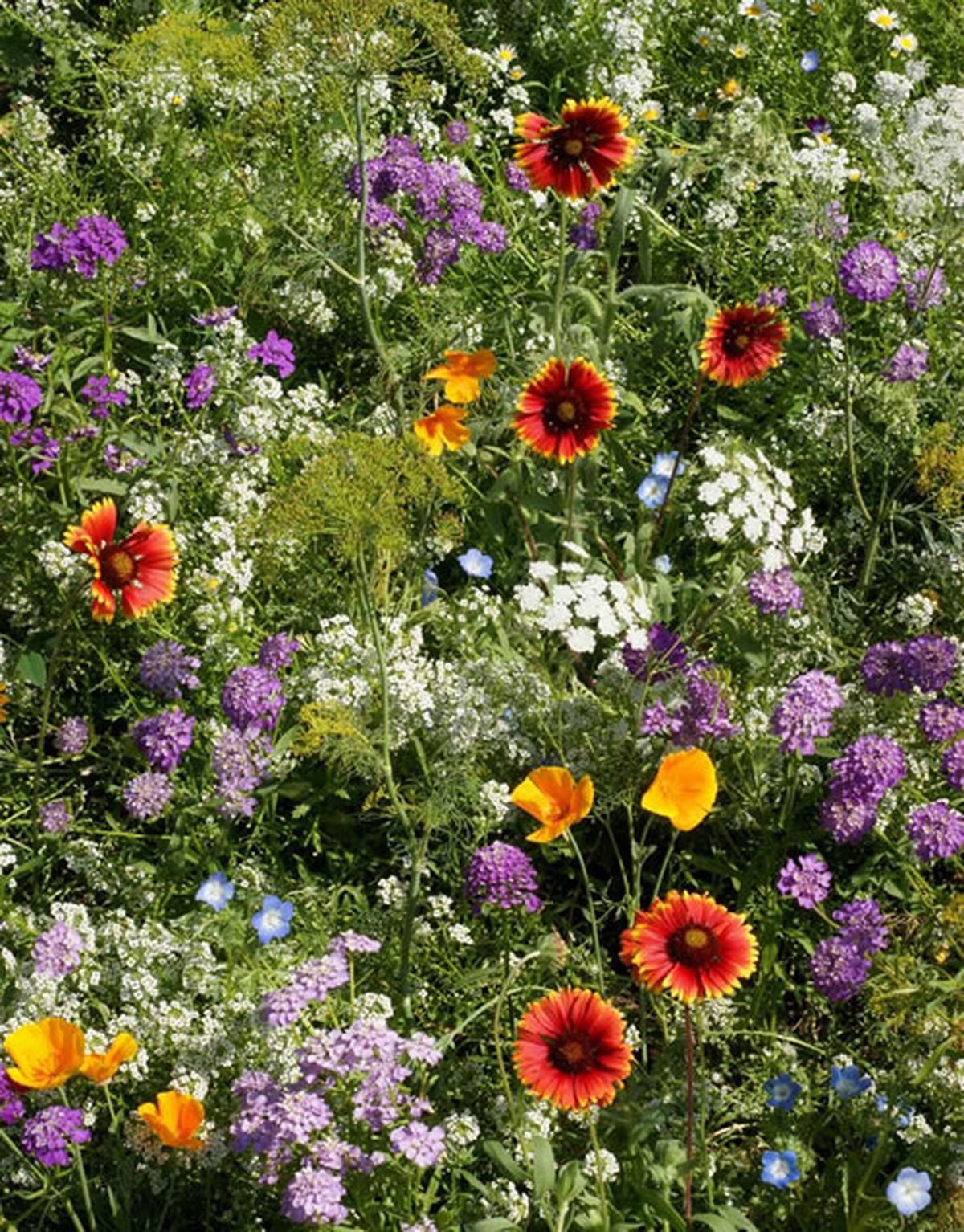 Wildflowers represent an earth-friendly, attractive alternative, thriving without fertilizers, pesticides and constant irrigation. (ARA)
