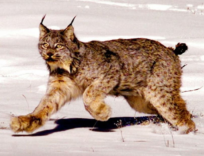 In control of Congress and the White House, Republicans are seeking to roll back the influence of the Endangered Species Act, one of the government's most powerful conservation tools, after decades of complaints that it hinders drilling, logging and other activities. The act has offered protection for dwindling species such as the Canada lynx. (Jack Smith / Associated Press)