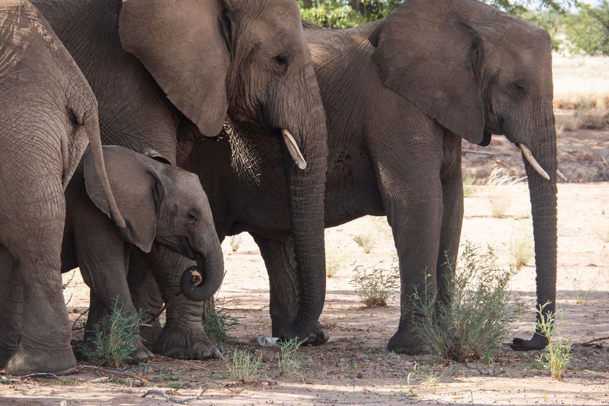 Elephants, seen on a tour in Namibia. (Andreas Drouve/dpa/TNS) (Andreas Drouve/dpa/TNS)