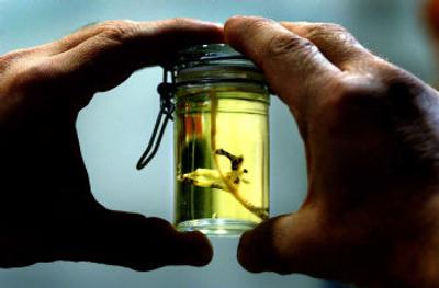 
One of the last blooms off the Donna's Dream orchid is pickled for preservation. 
 (The Spokesman-Review)