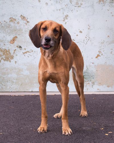 Hannah is a sweet girl. She is so playful and energetic. Please put the time into training her properly and giving her the love and attention she so deserves. Hannah would make a great addition to any home. Photo by Karen Fosberg (Photo by Karen Fosberg / Photo by Karen Fosberg)