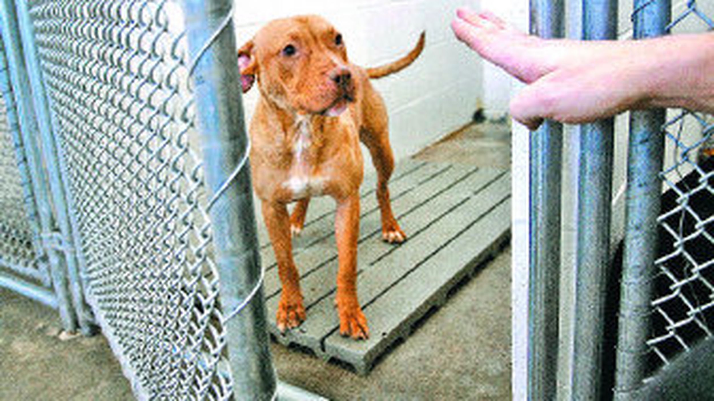 Pit Bulls Feared Defended The Spokesman Review Pit Bulls Feared Defended The Spokesman Review