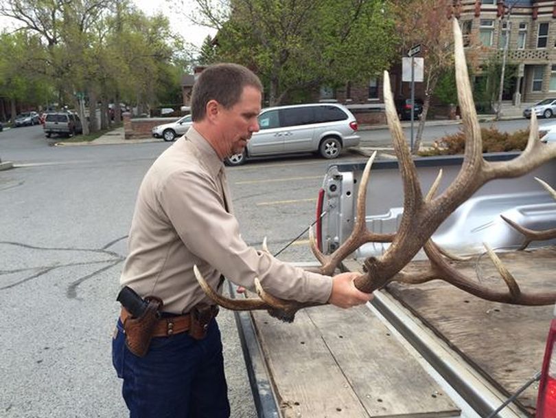 Bryan Golie loads elk antlers into his pickup after they were turned over to the state by two Western Washington hunters sentenced for illegally shooting elk in Lewis and Clark County Justice Court on May 15, 2015. (Karl Puckett / Great Falls Tribune)