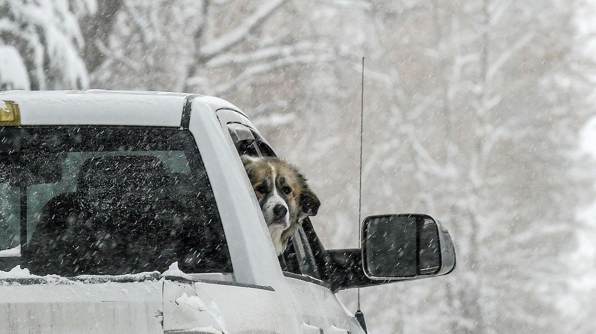 A dogs looks back as his owner drives through the snow at Hauser Lake on Thursday, Jan 6, 2022.  (Kathy Plonka/The Spokesman-Review)