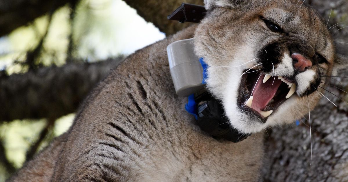 Scaring cougars for science Research in northeast Washington looks at