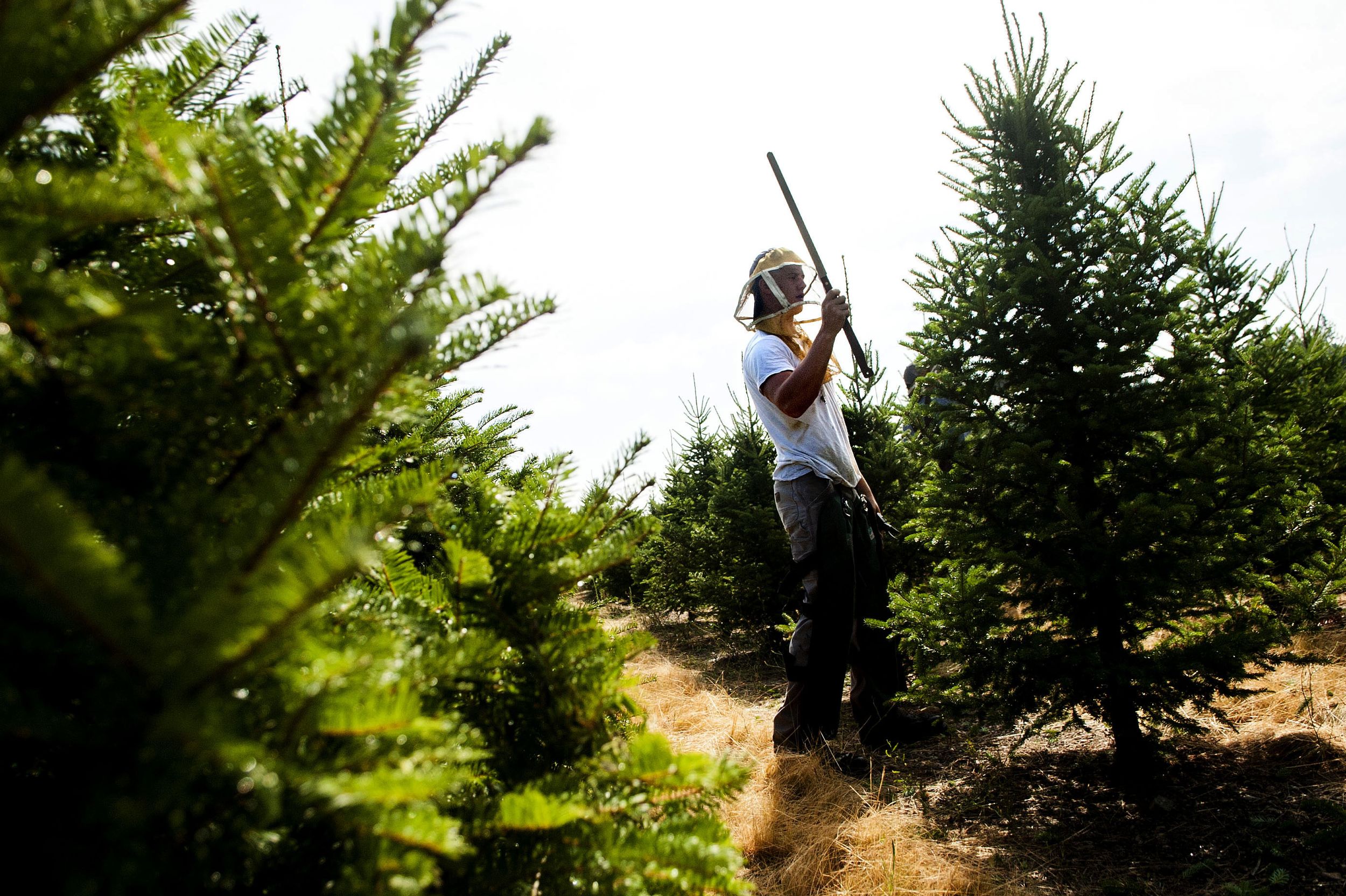 Unusual Jobs Carver Farms Christmas tree trimmers The SpokesmanReview