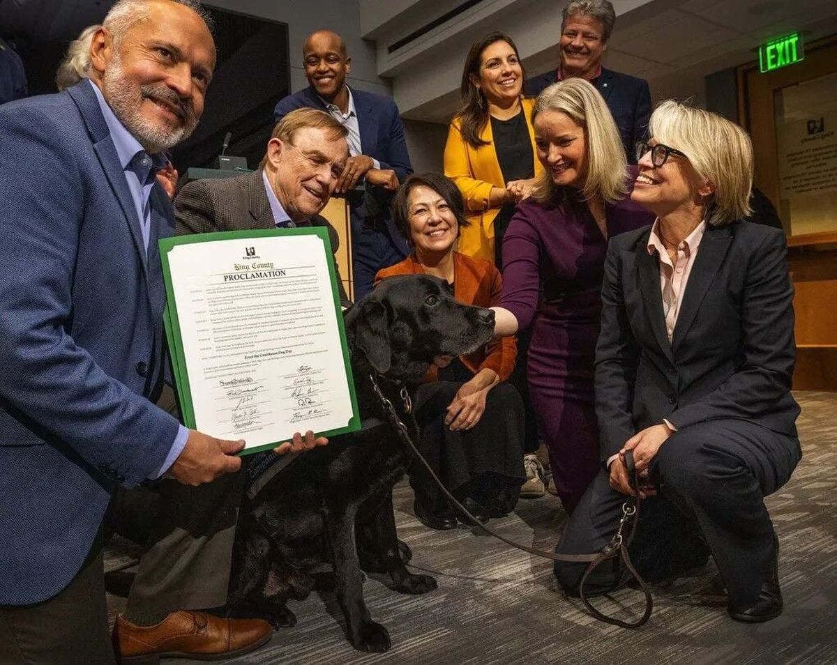 Errol the Courthouse Dog, who turned 12 and is retiring after 10 years of service, is celebrated with a proclamation in the Metropolitan King County Council chambers Tuesday in Seattle. Errol’s celebration drew council members, the county executive and lawyers, including his owner Page Ulrey, a senior deputy prosecuting attorney, who proudly beams at right. (Seattle Times)