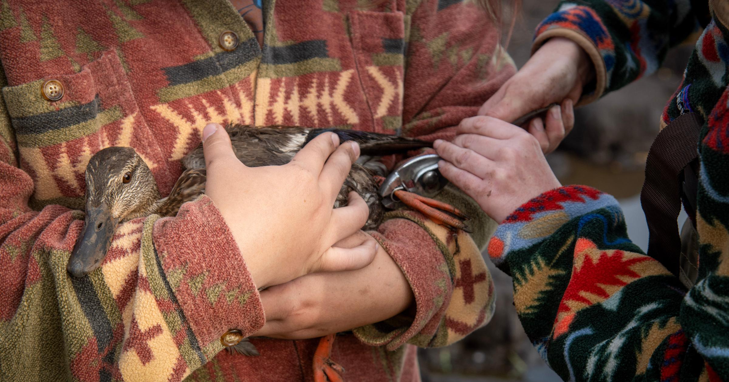 Dry conditions make duck banding tough for Washington Department of Fish and Wildlife