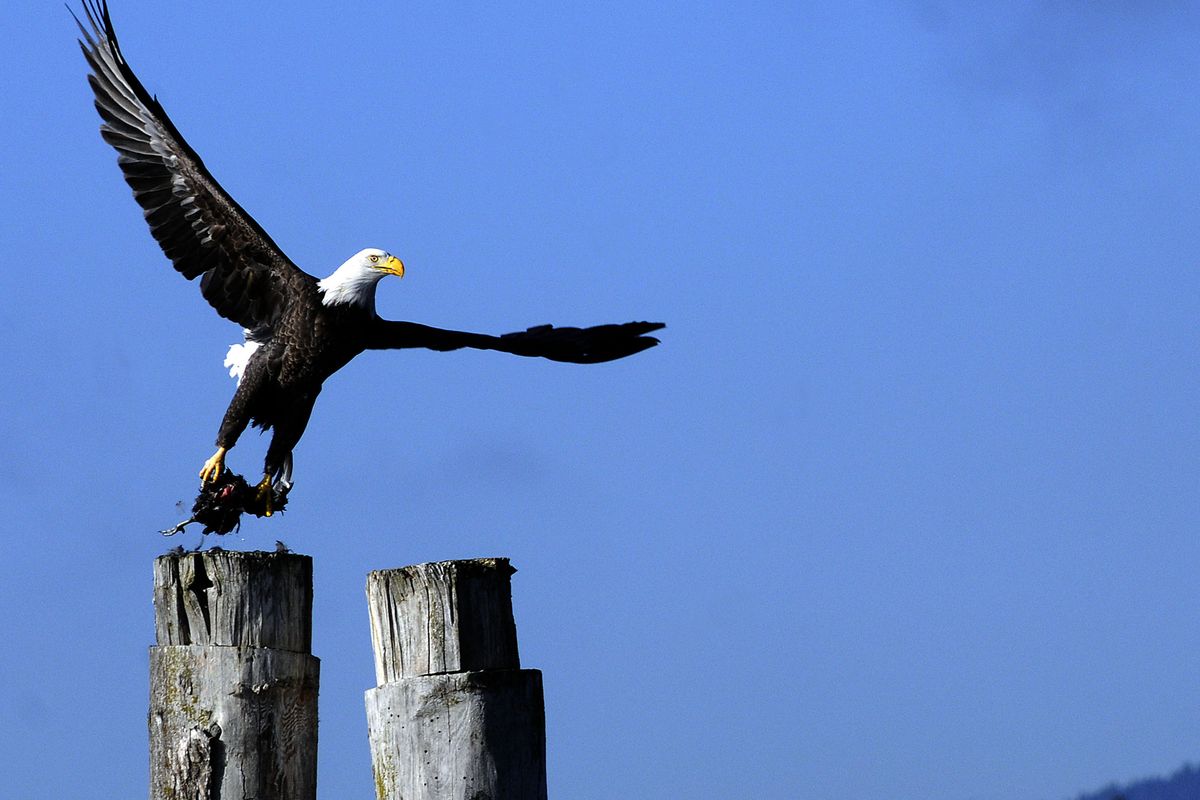 A bald eagle, carrying prey in its talons, takes off from a piling on Lake Coeur d’Alene’s Cougar Bay on Thursday. (Kathy Plonka)
