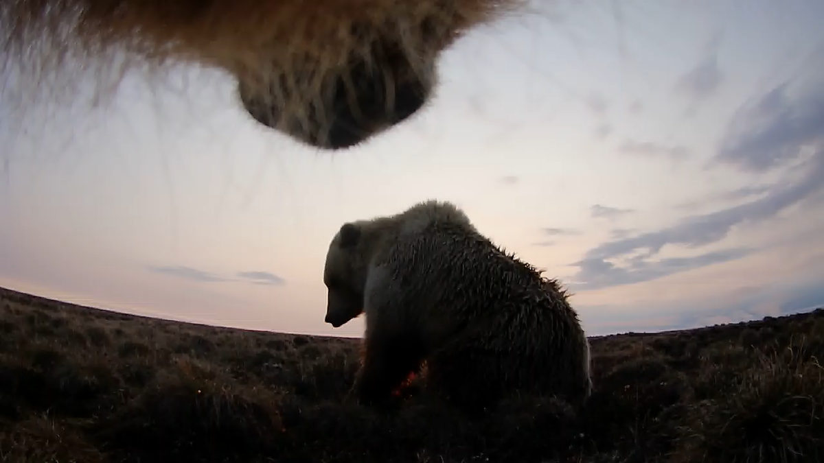 A still image taken from a collar Washington State University doctoral candidate Ellery Vincent placed on a grizzly bear in northern Alaska.  (Courtesy of Ellery Vincent)