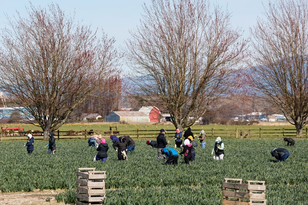 Farm workers pick daffodils in a field just off Best Road in Skagit County on March 15 near Mount Vernon, Wash. (Jennifer Buchanan/The Seattle Times/TNS)