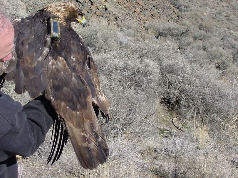This male golden eagle has worn a GPS “backpack” for 8 years to provide information about home range size and habitat use in eastern Washington. Now at least 13 years old, he was recently recaptured by our raptor researcher who removed the equipment to let him spend the rest of his life flying “free.” (Washington Fish and Wildlife Department)