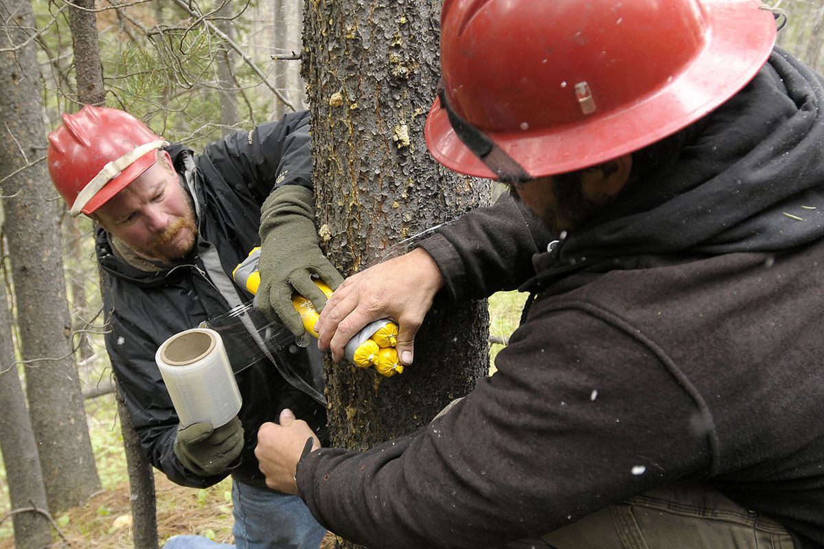 Jon Airhart, left, and Travis Pfister of the U.S. Forest Service wrap explosives onto a beetle-killed lodgepole pine in the Helena National Forest near Elliston, Mont. Blasting is used to take down trees where it may be hazardous for chain saw operators. (Associated Press)