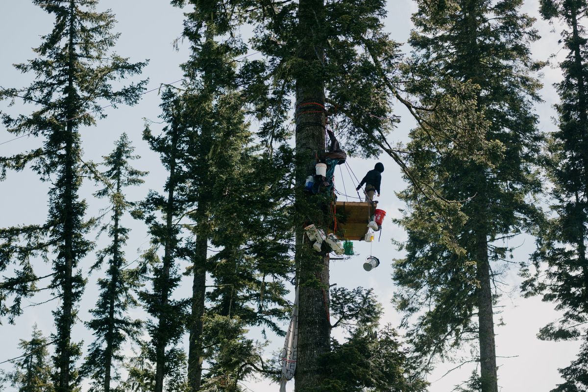 To protest the planned sale of a forested area to logging companies, a person was living on a platform in a fir tree outside Port Angeles, Washington. MUST CREDIT: Grant Hindsley/For The Washington Post  (Grant Hindsley/For The Washington Post)
