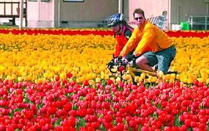 
Bicycling is a great way to smell the roses – and the tulips in Skagit County. 
 (File Associated Press / The Spokesman-Review)