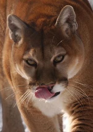 cougar, mountain lion. (Associated Press)