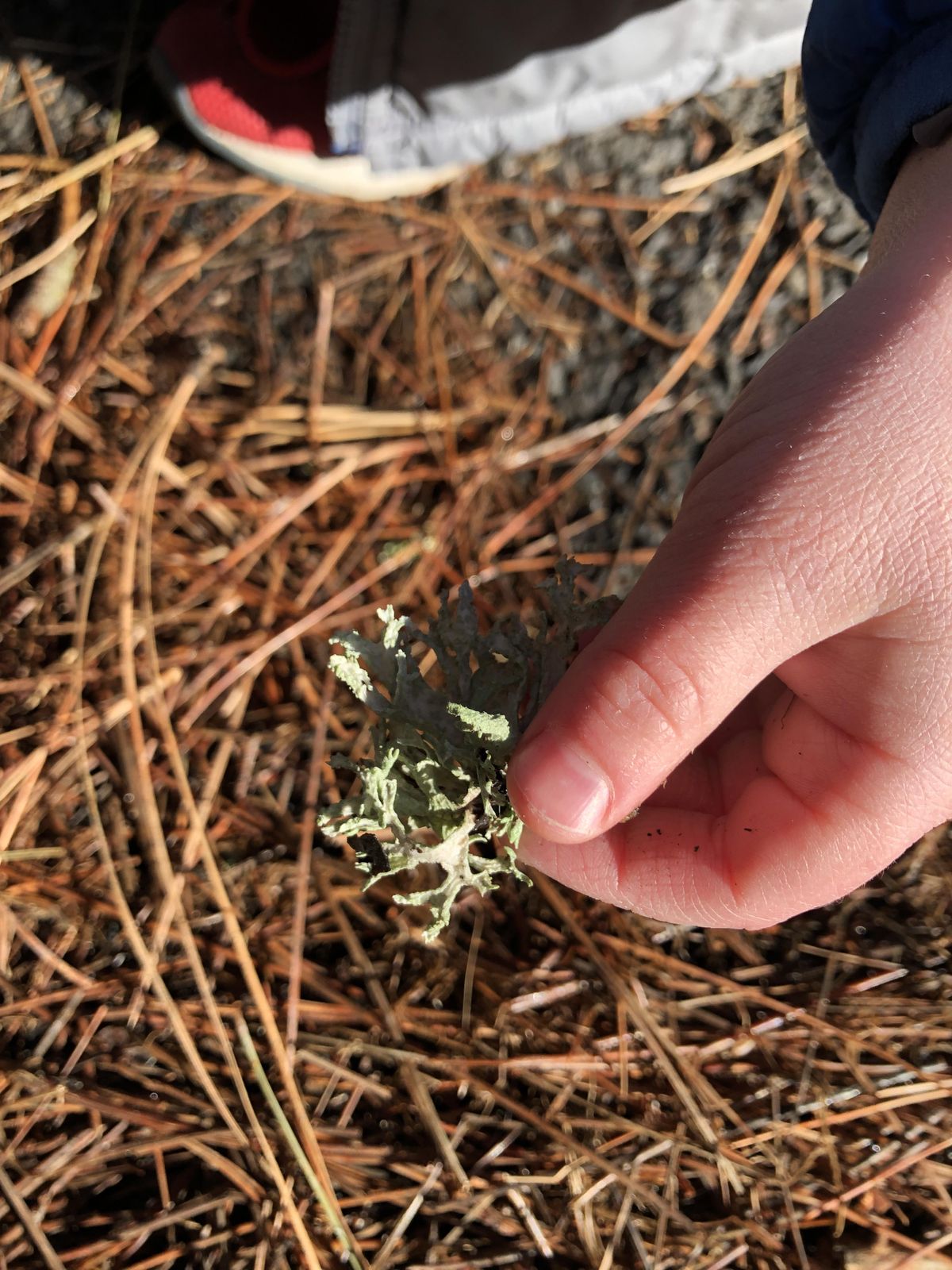 Joe Henrich found what he suspects is wolf lichens on March 17. The iNaturalist app allows people to identify plant life with their smartphone’s camera. (Megan Rowe / The Spokesman-Review)