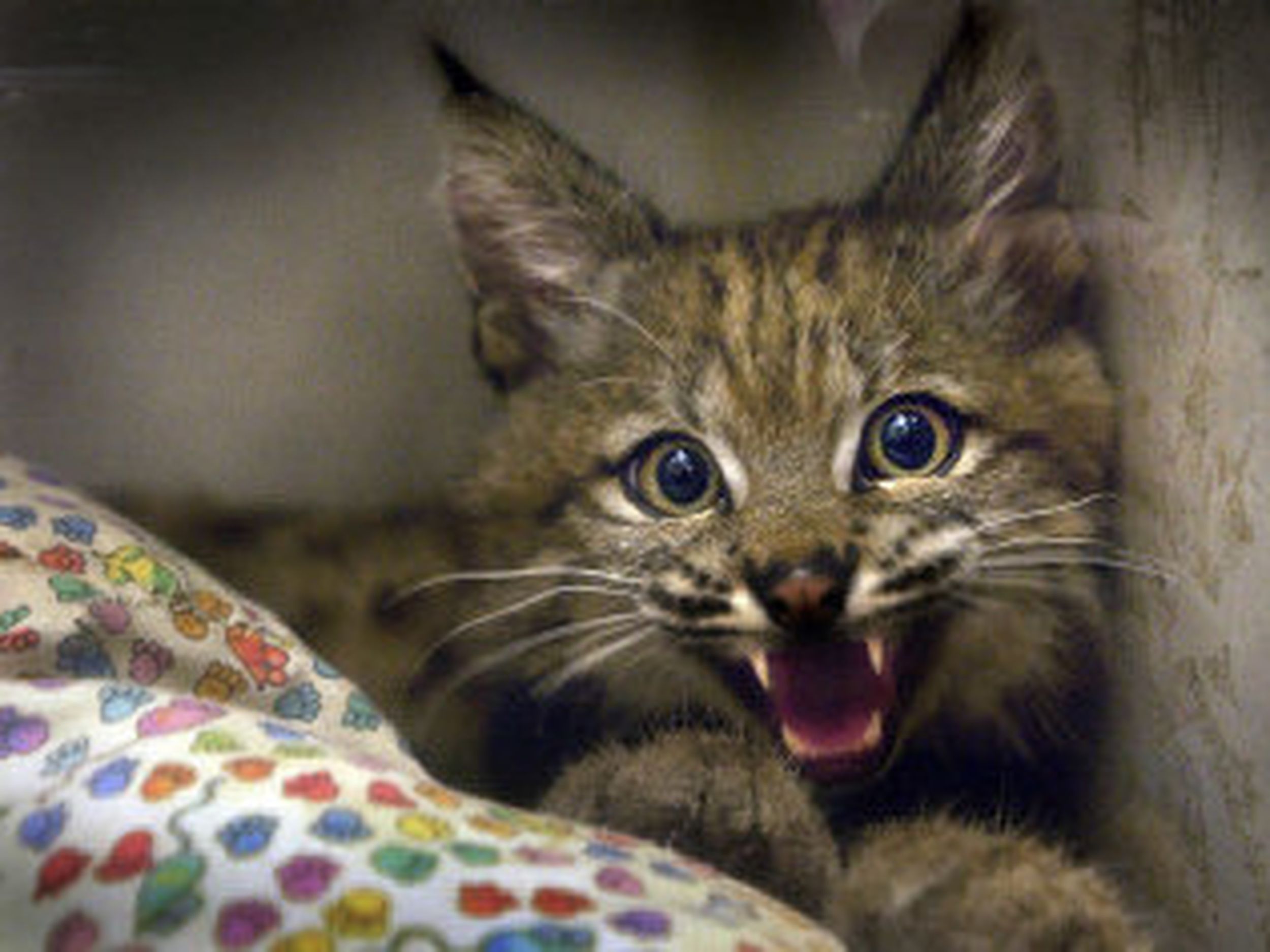 Bobcat kittens! PSE&G workers make furry discovery 