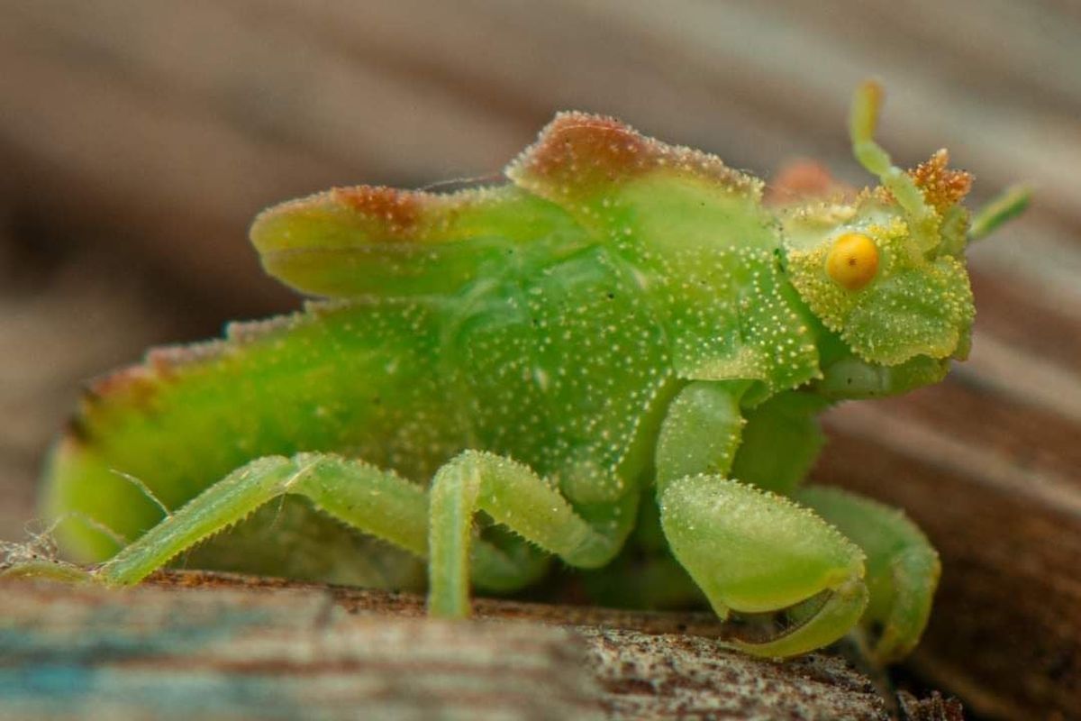 Kevin Roylance of Moses Lake recently spotted this young ambush bug in his backyard. The insect’s colors and patterns enable it to blend in among certain flowers and wait for prey.  (Courtesy of Kevin Roylance)
