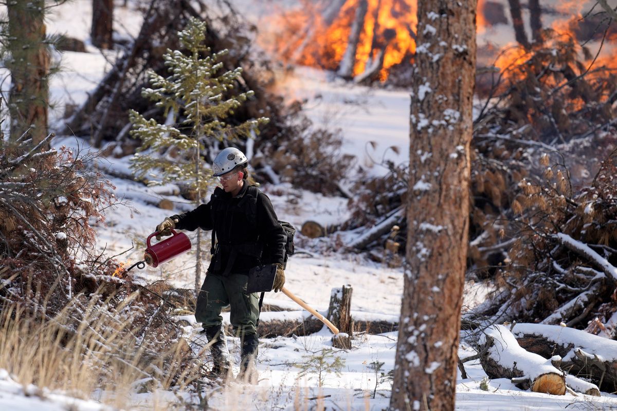 Mile High Youth Corps member John Knudsen set fire to a pile of tree debris alongside U.S. Forest Service firefighters on Feb. 23 near the Bridge Crossing picnic grounds in Hatch Gulch near Deckers, Colo.  (David Zalubowski)