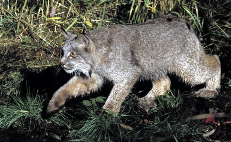 Canada lynx. (U.S. Fish and Wildlife Service)