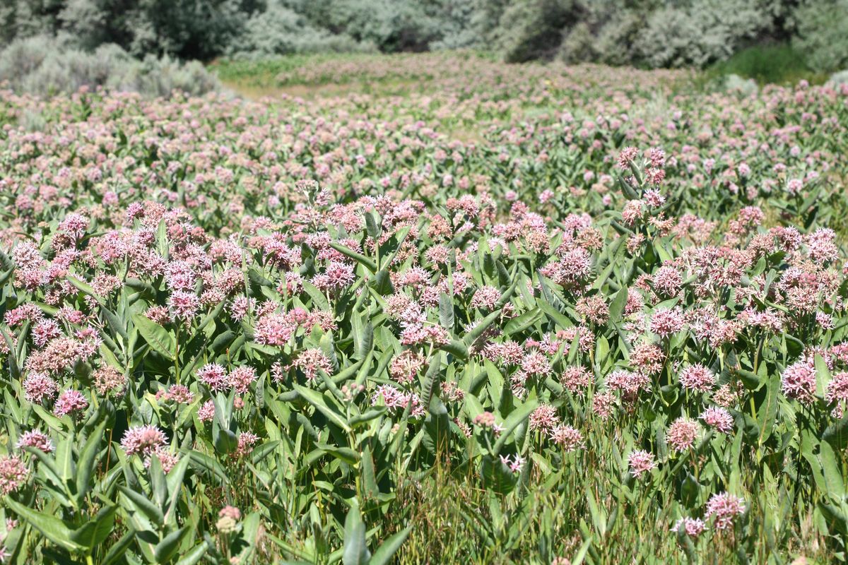 The Lower Crab Creek Monarch Breeding site near Vantage, Wash. in years past supported monarch populations of up to 500 butterflies  (Courtesy of David James)