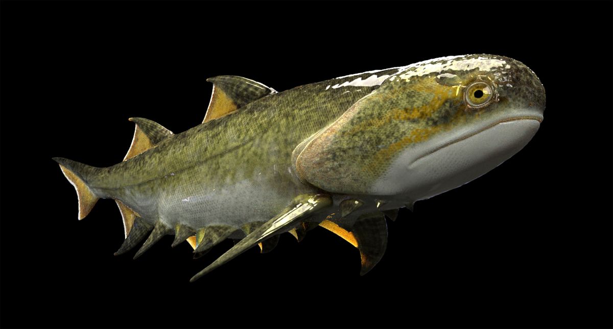 An undated illustration provided by Heming Zhang shows a Fanjingshania renovata, a newly discovered jawed fish. In two deposits in China, paleontologists dug up remains that suggest jawed fish are tens of millions of years older than previously known. (Heming Zhang via The New York Times) -- NO SALES; FOR EDITORIAL USE ONLY WITH NYT STORY SLUGGED SCI JAWED FISH FOSSILS BY ASHER ELBEIN FOR SEPT. 28, 2022. ALL OTHER USE PROHIBITED. --  (HEMING ZHANG)