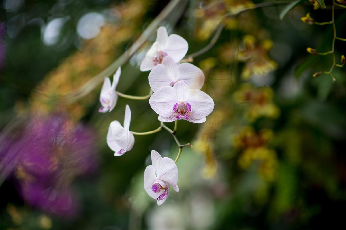 Orchids are seen at the Gaiser Conservatory in Manito Park on Friday, March 15, 2019, in Spokane, Wash. (Tyler Tjomsland / The Spokesman-Review)