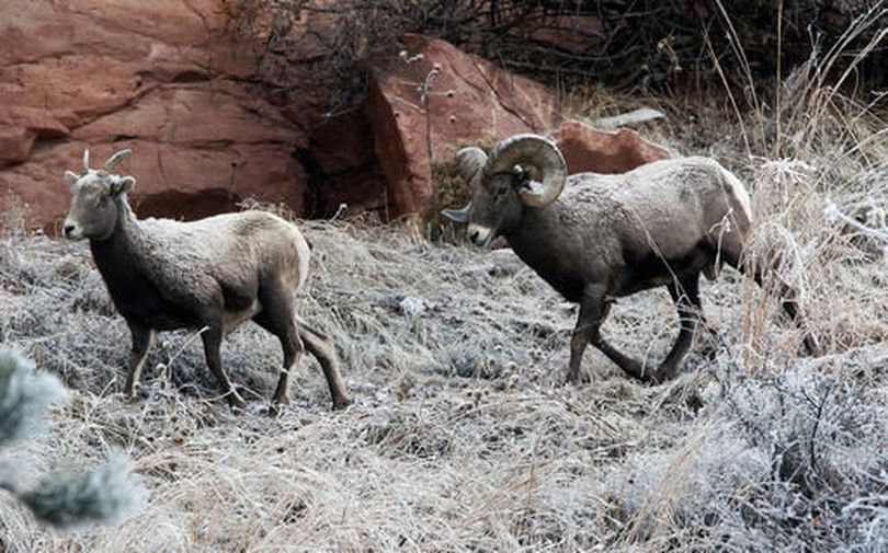 Bighorn sheep. (Josh Morgan / Rapid City Journal)