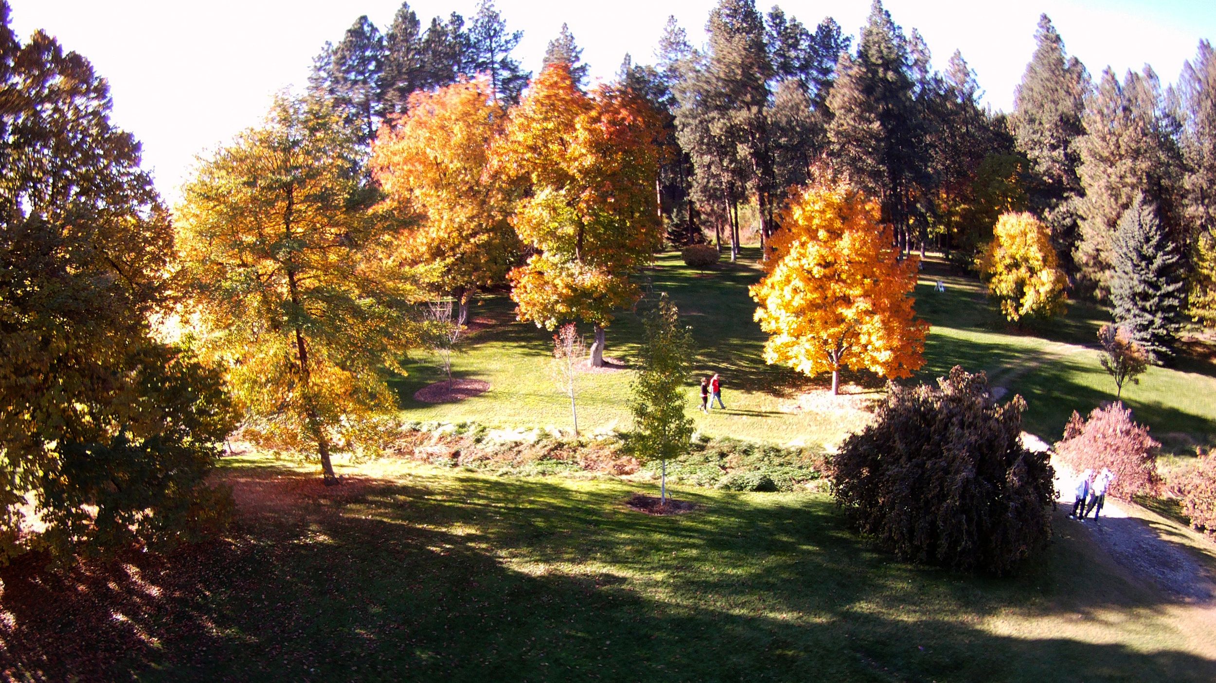 are dogs allowed at finch arboretum