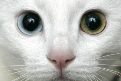 
Cats and other animals are used in WSU online learning program for youngsters.
 (File/Associated Press / The Spokesman-Review)