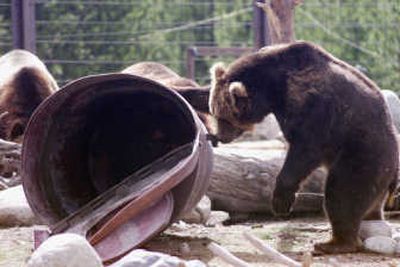 
Grizzlies trash a can during a garbage receptacle research test in West Yellowstone, Mont. The Priest Lake area is lagging in use of bear-proof cans and dumpsters.
 (The Spokesman-Review)