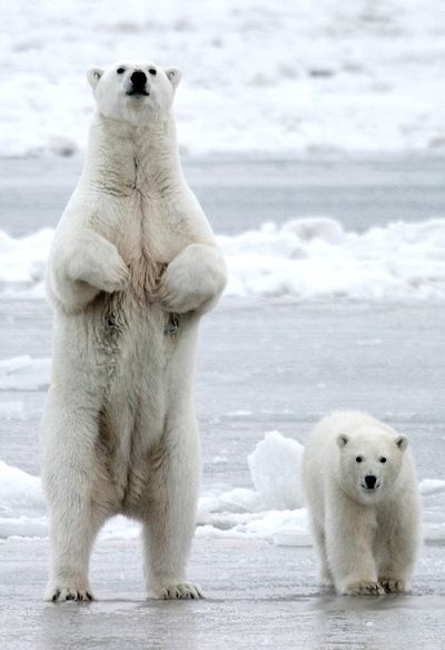A polar bear and her cub stand on the frozen beach in Barrow, Alaska, in December 2005.  (Associated Press / The Spokesman-Review)