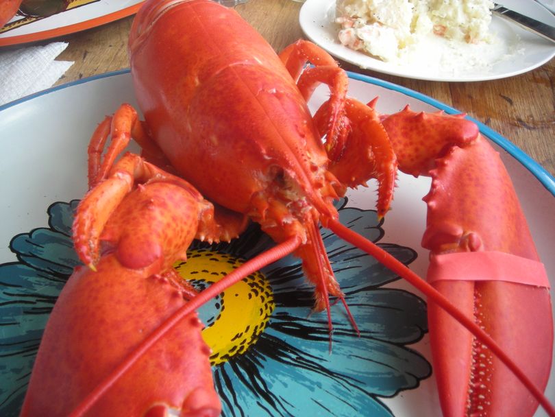 Maine lobster. (Maggie Bullock)