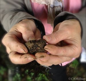 Black truffle from Croatia. (Cheryl-Anne Millsap / Photo by Cheryl-Anne Millsap)