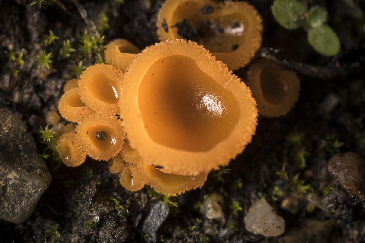 After record heavy October rainfall a variety of mushroom and fungi have sprouted up on Lela and Jim Yates property near Cheney, Wash. (Colin Mulvany / The Spokesman-Review)